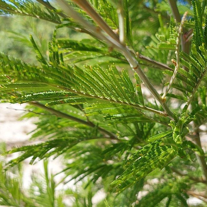 Photo of the plant species Black Wattle by @ChicCherryred named Black on Greg, the plant care app