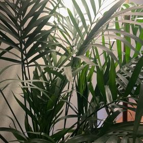 Photo of the plant species Cascade Palm by @ChosenCucumber named Walt on Greg, the plant care app