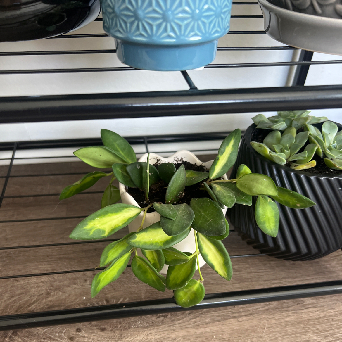 Photo of the plant species Sea stone hoya by @NewPepino2 named Pax on Greg, the plant care app