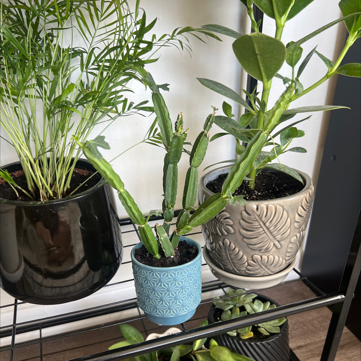 Photo of the plant species Adamant Creeper by @NewPepino2 named Sanders on Greg, the plant care app