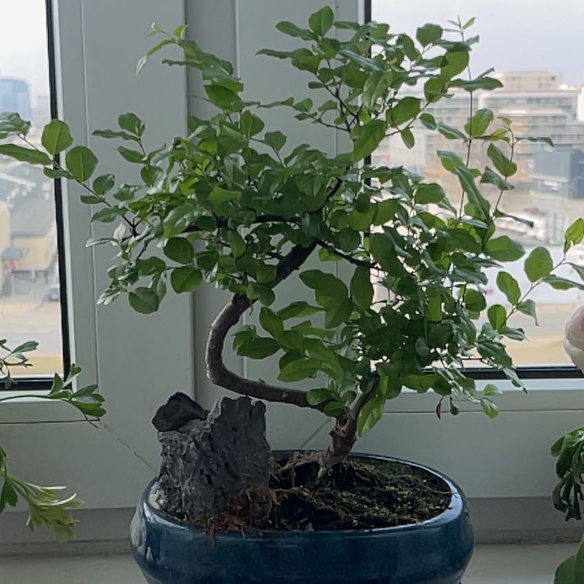 Photo of the plant species Chinese Sweet Plum by @ShinySmokethorn named Bonsai on Greg, the plant care app