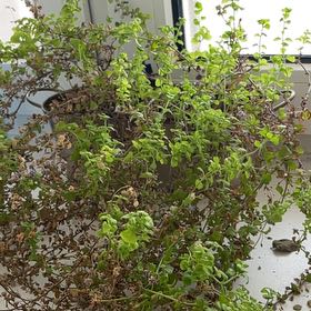 Plant care for Mullein on Greg, the plant care app