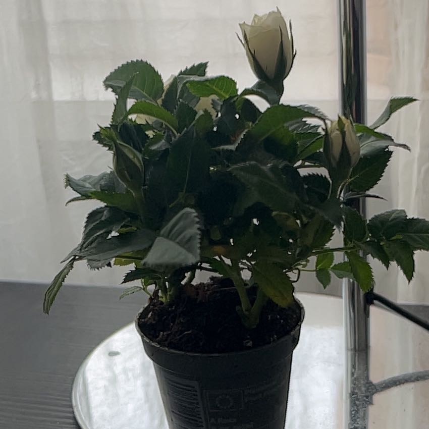 Photo of the plant species Cordana Rose by @ShinySmokethorn named Lola on Greg, the plant care app