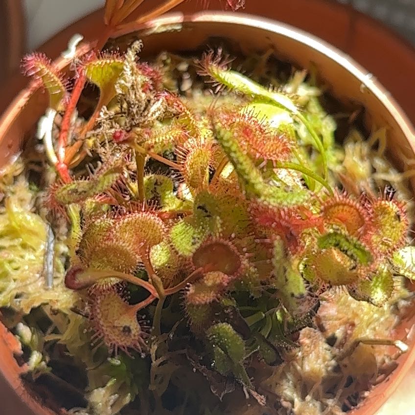 Photo of the plant species Drosera rupicola by @HeroChaya48 named Forrest on Greg, the plant care app