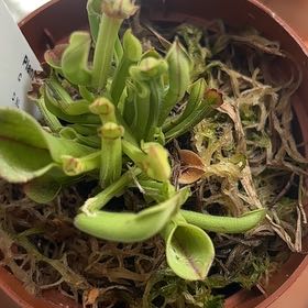 Photo of the plant species Minor Sun Pitcher by @HeroChaya48 named Dax on Greg, the plant care app
