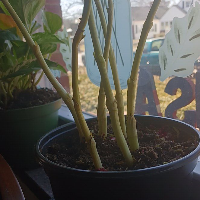 Photo of the plant species Pink tulip by @QuirkyPeony81 named Sol on Greg, the plant care app