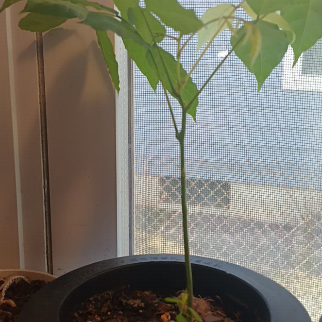 Photo of the plant species Pink Japanese Wisteria Bonsai by @QuirkyPeony81 named Aglaea on Greg, the plant care app
