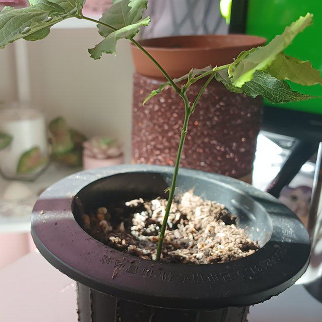 Photo of the plant species Pink Japanese Wisteria Bonsai by @QuirkyPeony81 named Leaf Erickson on Greg, the plant care app