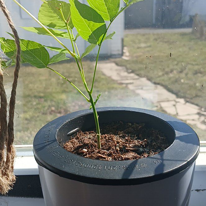Photo of the plant species Pink Japanese Wisteria Bonsai by @QuirkyPeony81 named Luna on Greg, the plant care app