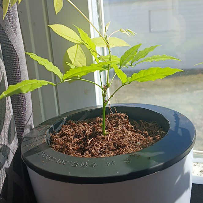 Photo of the plant species Pink Japanese Wisteria Bonsai by @QuirkyPeony81 named Girlfrond on Greg, the plant care app