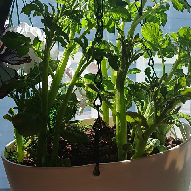 Photo of the plant species Potatoe by @QuirkyPeony81 named Muhammad Ali on Greg, the plant care app