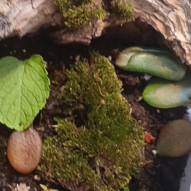 Photo of the plant species Curveleaf Plait Moss by @QuirkyPeony81 named LiloStitch on Greg, the plant care app