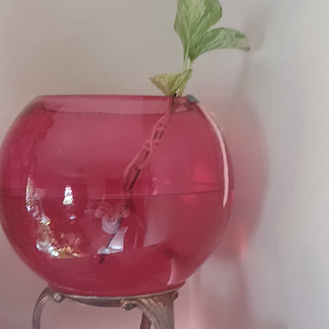 Photo of the plant species Pothos by @QuirkyPeony81 named Gobi on Greg, the plant care app
