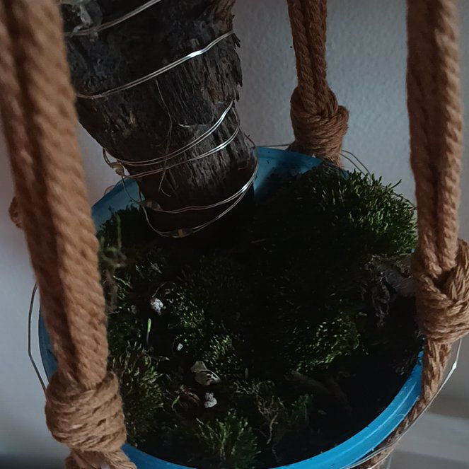 Photo of the plant species Curveleaf Plait Moss by @QuirkyPeony81 named Marley on Greg, the plant care app