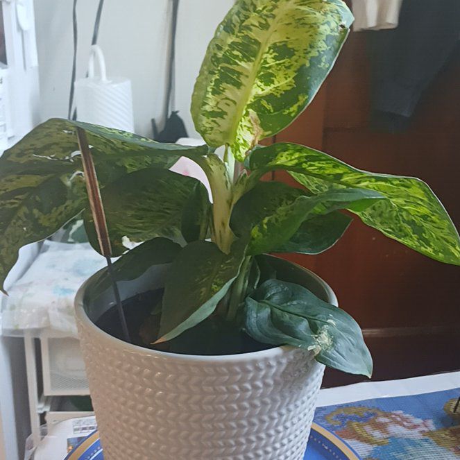 Photo of the plant species Dieffenbachia Seguine Camille by @QuirkyPeony81 named DKobe on Greg, the plant care app