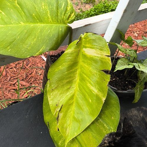 Photo of the plant species Giant Pothos by @MeekMelonspurge named Achilles on Greg, the plant care app