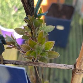 Photo of the plant species Clematis samaritan 'Jo' by @GiddyVetiver named Baesil on Greg, the plant care app
