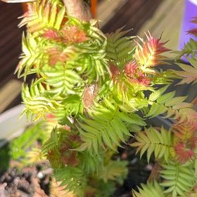 Photo of the plant species Crimson Feather by @GiddyVetiver named Tree Diddy on Greg, the plant care app