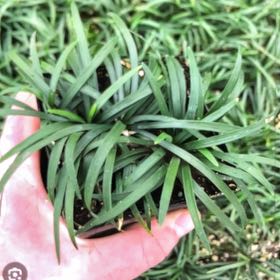 Photo of the plant species Mondo grass by @HotKawaka0 named Spike Leaves on Greg, the plant care app