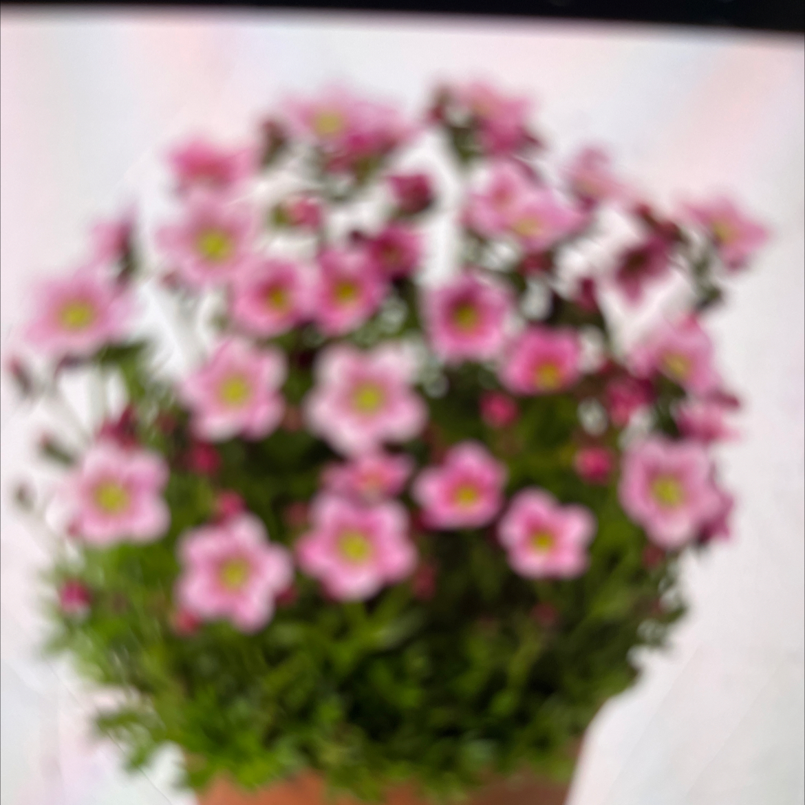 Photo of the plant species Saxifraga 'AlpinoTM Early Rose' by @HotKawaka0 named Kylie on Greg, the plant care app