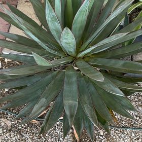 Photo of the plant species Blue Agave by @DreamyClusia named Marilyn on Greg, the plant care app