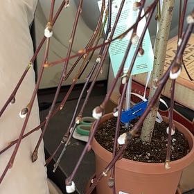 Photo of the plant species Dwarf Pussy Willow by @DaringOricad50 named Gomez on Greg, the plant care app