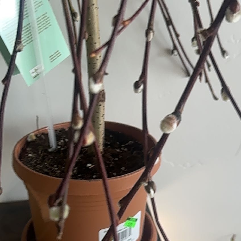 Photo of the plant species Dwarf Pussy Willow by @DaringOricad50 named Baesil on Greg, the plant care app