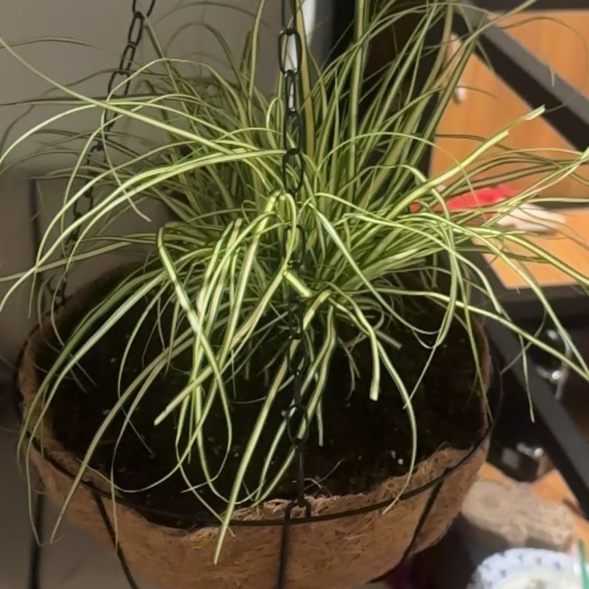 Photo of the plant species Japanese Sedge by @smellyb0ngwat3r named bodhi on Greg, the plant care app