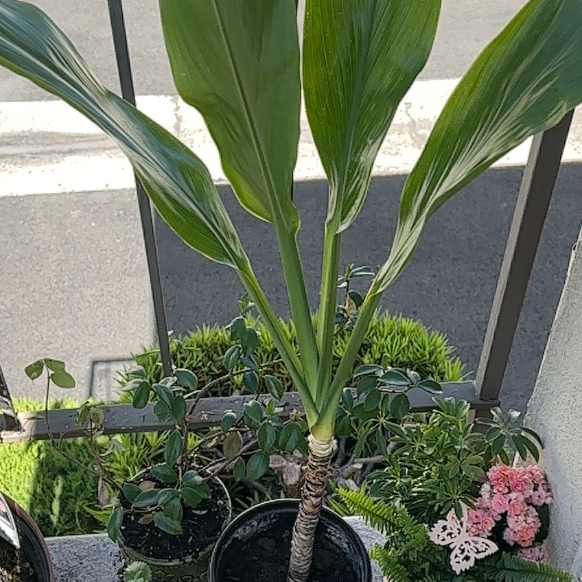 Photo of the plant species Hawaiian Ti Plant 'Florica' by @smellyb0ngwat3r named Forrest on Greg, the plant care app