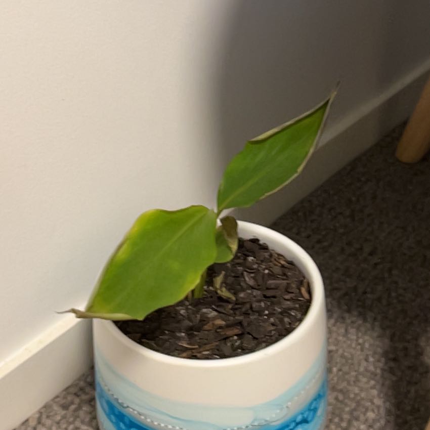 Photo of the plant species Native Ginger by @BrawnyOvalsedge named Sol on Greg, the plant care app