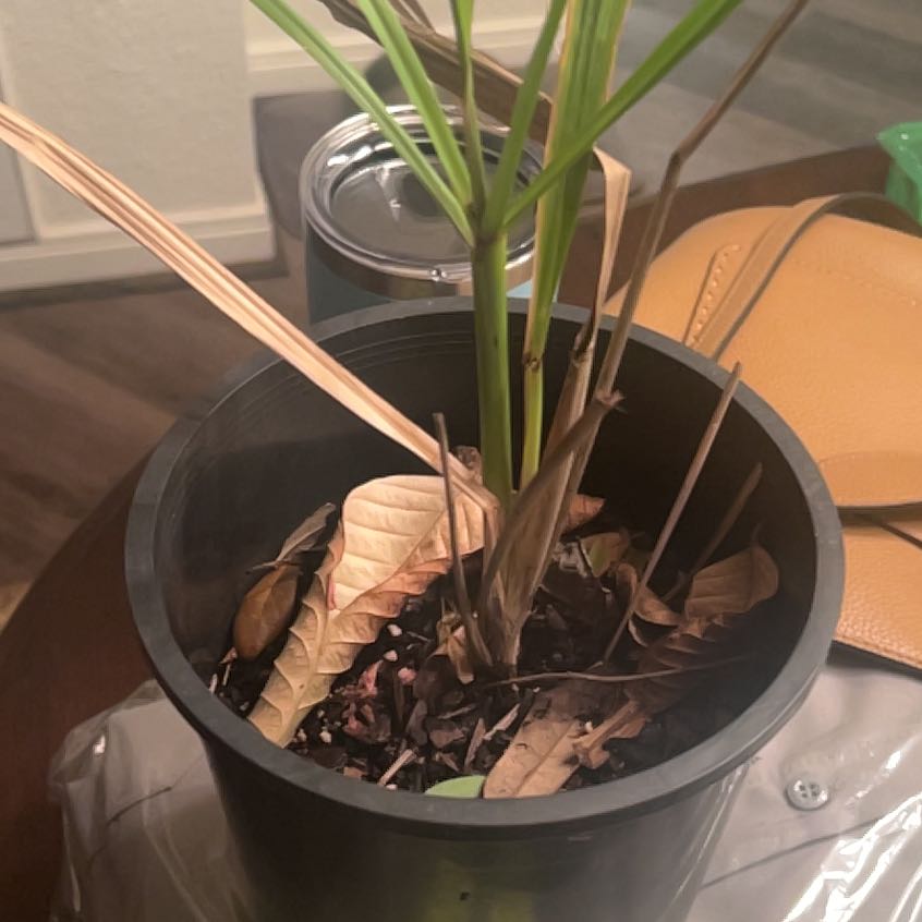 Photo of the plant species Variegated Sugarcane by @CalmDuncecap89 named Rainier on Greg, the plant care app