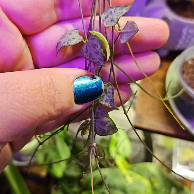 Photo of the plant species String Of Arrows by @ClementKaraka named Miley on Greg, the plant care app