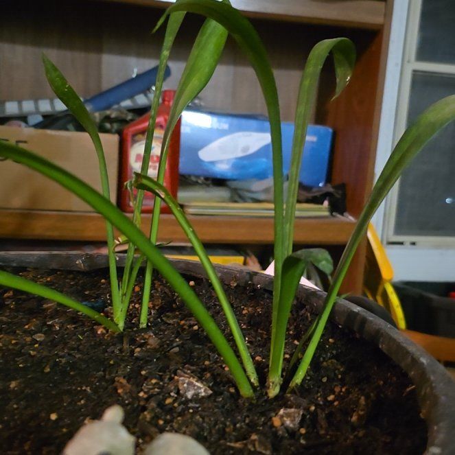 Photo of the plant species Tongue-Leaf by @BigwigGuasca1 named Maya on Greg, the plant care app
