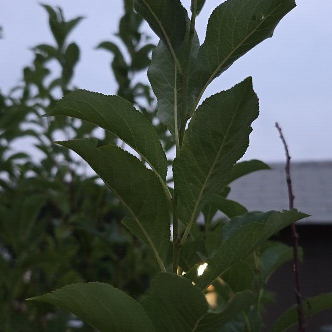 Photo of the plant species Santa Rosa Plum by @BigwigGuasca1 named Ronaldo on Greg, the plant care app