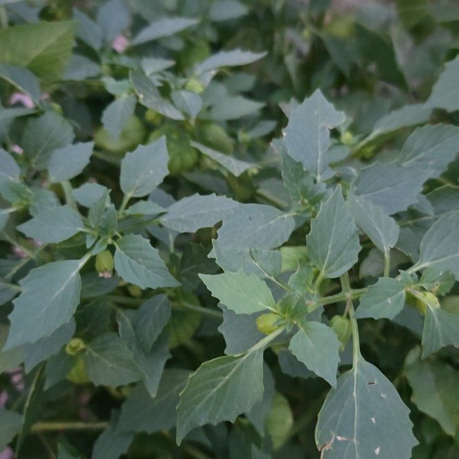 Photo of the plant species Tomatillo 'Tamayo' by @BigwigGuasca1 named Fernie Saunders on Greg, the plant care app