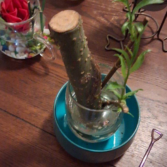 Photo of the plant species Bonsia Weaping Willow by @LordlyFeijoa9 named Willow on Greg, the plant care app