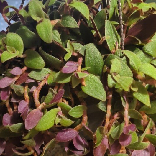Photo of the plant species Teddy Bear Vine by @InventiveGuasca named Kardashian on Greg, the plant care app