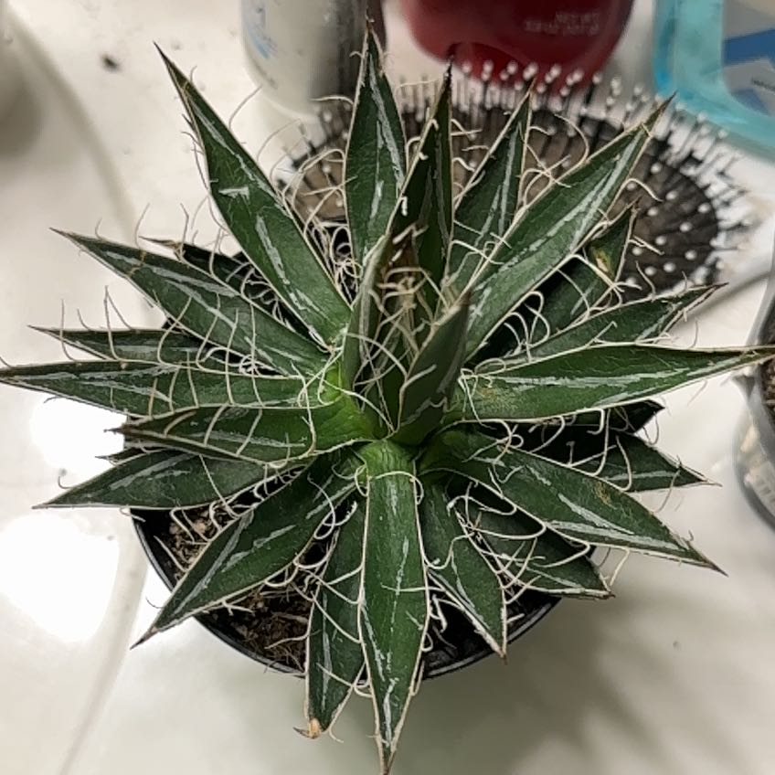 Photo of the plant species Thread Agave by @LeadingBlackpea named Einstein on Greg, the plant care app