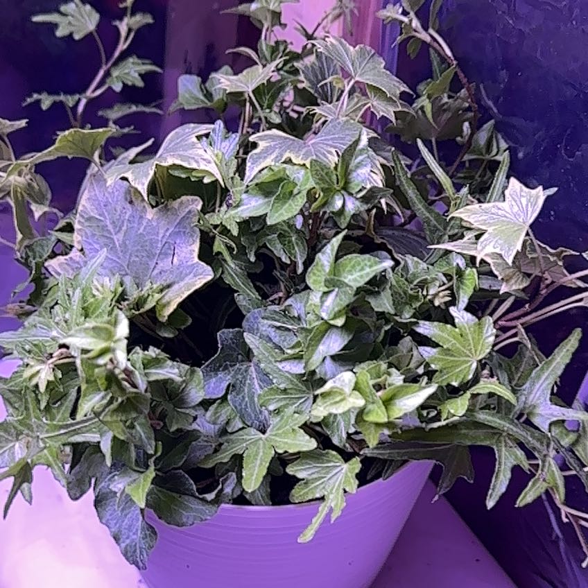 Photo of the plant species Yellow Ripple Ivy by @ChosenArecapalm named McKinley on Greg, the plant care app