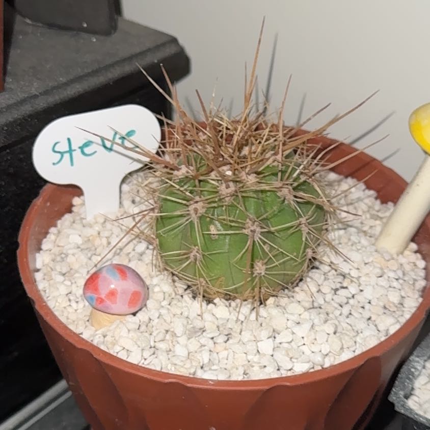 Photo of the plant species Poco by @Hopeyinnit named Huckleberry Fern on Greg, the plant care app