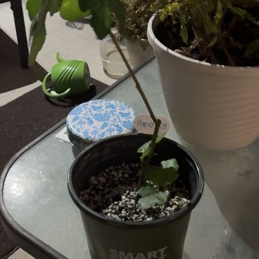 Photo of the plant species Fignomenal Fig Tree by @Hopeyinnit named Gates on Greg, the plant care app