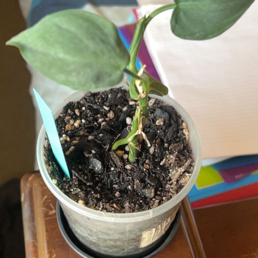 Photo of the plant species Philodendron nangaritense by @AmazingSilktree named Bella on Greg, the plant care app