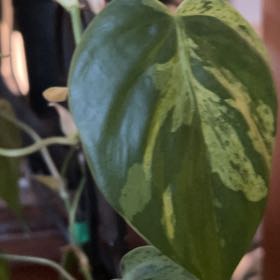 Photo of the plant species Variegated Heart-Leaf Philodendron by @AmazingSilktree named Ronaldo on Greg, the plant care app