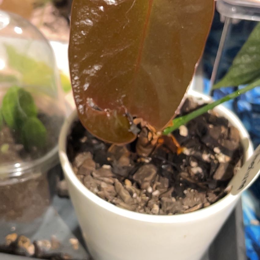 Photo of the plant species Black Anthurium by @AmazingSilktree named Orwell on Greg, the plant care app