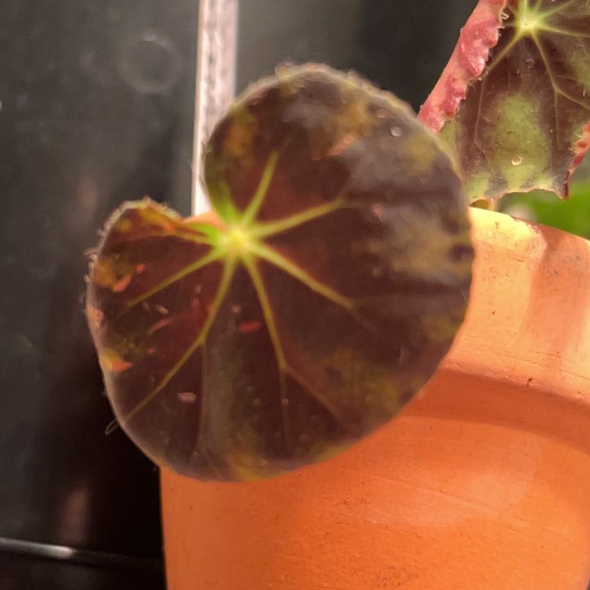 Photo of the plant species Maple leaf begonia by @AmazingSilktree named Scarlett on Greg, the plant care app