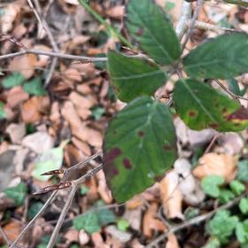 Photo of the plant species Zarzamora by @CivicLithop87 named Nemo on Greg, the plant care app