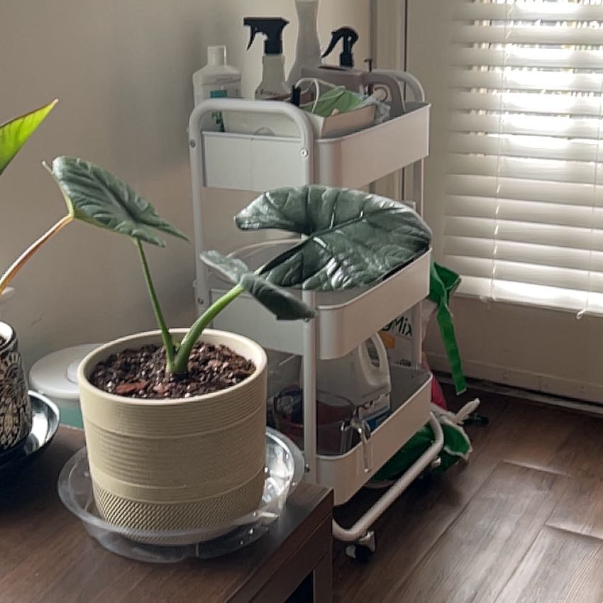 Photo of the plant species Alocasia Dark Miri by @AppreciatedSucc named Beyonce on Greg, the plant care app
