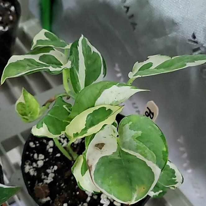 Photo of the plant species Pothos Glacier by @FunCurlyslim23 named Achilles on Greg, the plant care app