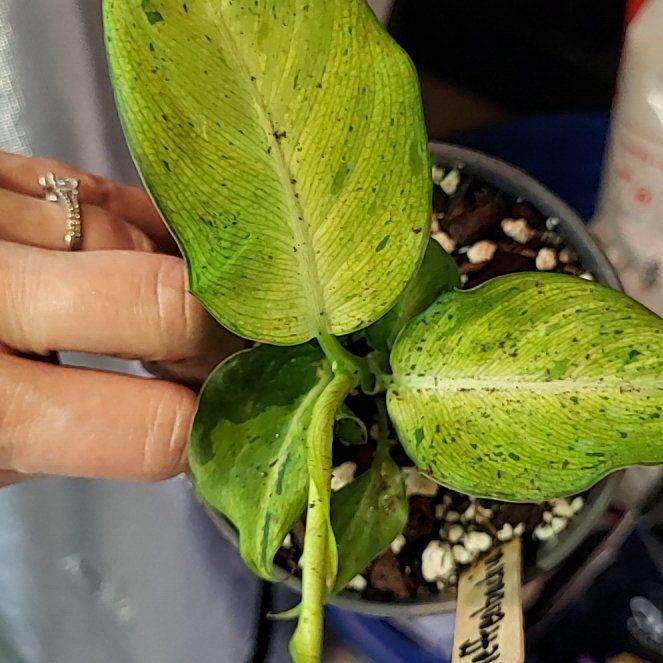 Photo of the plant species Camo Dumb Cane by @FunCurlyslim23 named Robert Plant on Greg, the plant care app