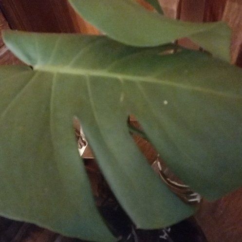 Captain Plant-it